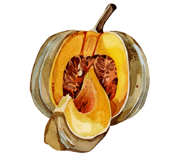 pumpkin illustration watercolour